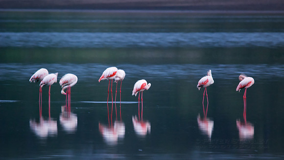 African wildlife in northern Tanzania in Serengeti National Park and Ngorongoro National Park. Photography by Peter Stanley, 2012.
