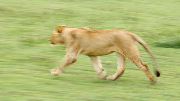 African wildlife in northern Tanzania in Serengeti National Park and Ngorongoro National Park. Photography by Peter Stanley, 2012.