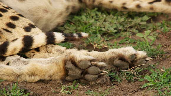 African wildlife in northern Tanzania in Serengeti National Park and Ngorongoro National Park. Photography by Peter Stanley, 2012.