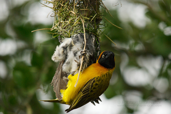 African wildlife in northern Tanzania in Serengeti National Park and Ngorongoro National Park. Photography by Peter Stanley, 2012.