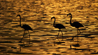 African wildlife in northern Tanzania in Serengeti National Park and Ngorongoro National Park. Photography by Peter Stanley, 2012.