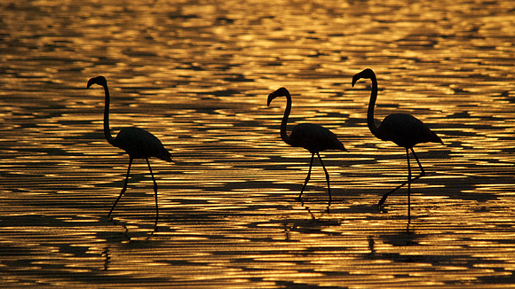 African wildlife in northern Tanzania in Serengeti National Park and Ngorongoro National Park. Photography by Peter Stanley, 2012.