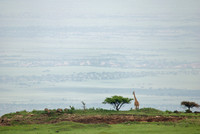 African wildlife in northern Tanzania in Serengeti National Park and Ngorongoro National Park. Photography by Peter Stanley, 2012.