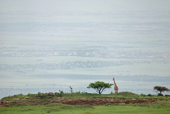 African wildlife in northern Tanzania in Serengeti National Park and Ngorongoro National Park. Photography by Peter Stanley, 2012.