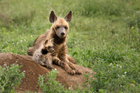 African wildlife in northern Tanzania in Serengeti National Park and Ngorongoro National Park. Photography by Peter Stanley, 2012.