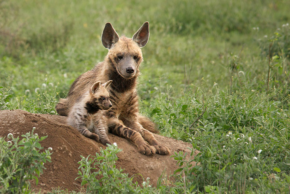 African wildlife in northern Tanzania in Serengeti National Park and Ngorongoro National Park. Photography by Peter Stanley, 2012.