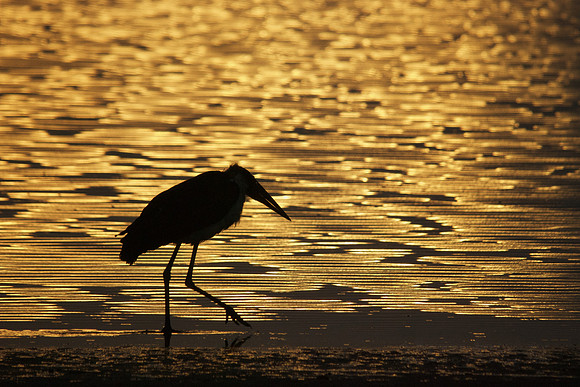 African wildlife in northern Tanzania in Serengeti National Park and Ngorongoro National Park. Photography by Peter Stanley, 2012.