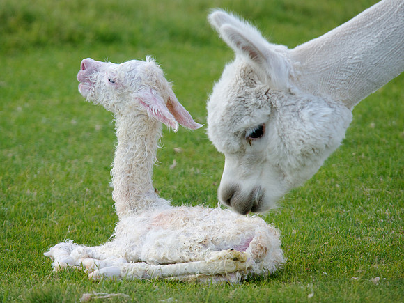 Alpaca