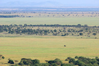 African wildlife in northern Tanzania in Serengeti National Park and Ngorongoro National Park. Photography by Peter Stanley, 2012.