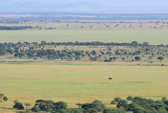 African wildlife in northern Tanzania in Serengeti National Park and Ngorongoro National Park. Photography by Peter Stanley, 2012.