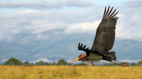 African wildlife in Mikumi National Park, Tanzania. Photography by Peter Stanley, 2012