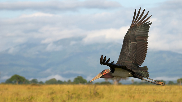 African wildlife in Mikumi National Park, Tanzania. Photography by Peter Stanley, 2012
