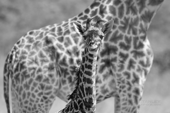 African wildlife in Mikumi National Park, Tanzania. Photography by Peter Stanley, 2012
