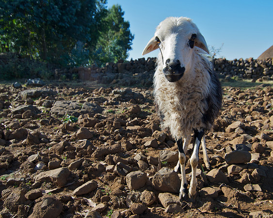 Travel through Ethiopia. Photography by Peter Stanley, 2012.