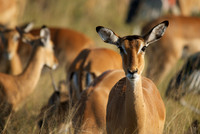 African wildlife in Mikumi National Park, Tanzania. Photography by Peter Stanley, 2012
