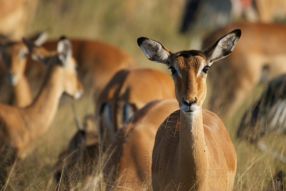 African wildlife in Mikumi National Park, Tanzania. Photography by Peter Stanley, 2012