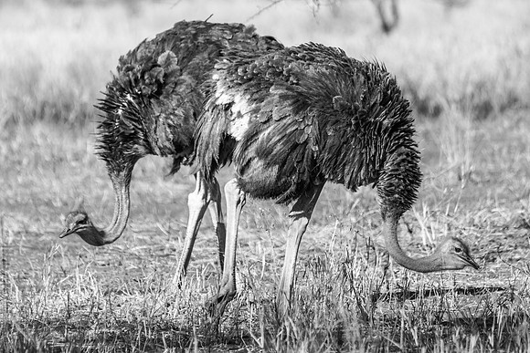 Ostrich in black and white