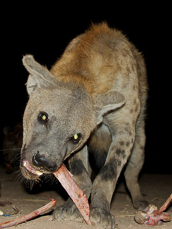 The Hyena of Harar