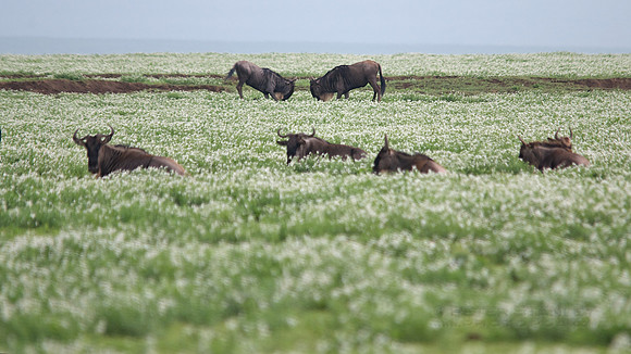 African wildlife in northern Tanzania in Serengeti National Park and Ngorongoro National Park. Photography by Peter Stanley, 2012.