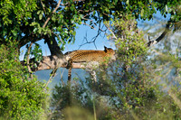 African wildlife in Mikumi National Park, Tanzania. Photography by Peter Stanley, 2012