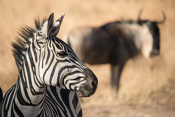 Zebra Wildebeest