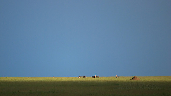 African wildlife in northern Tanzania in Serengeti National Park and Ngorongoro National Park. Photography by Peter Stanley, 2012.